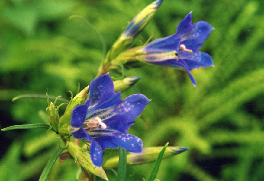 Gentiana pneumonanthe